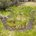 A stream in northern Arizona, clear water and grass